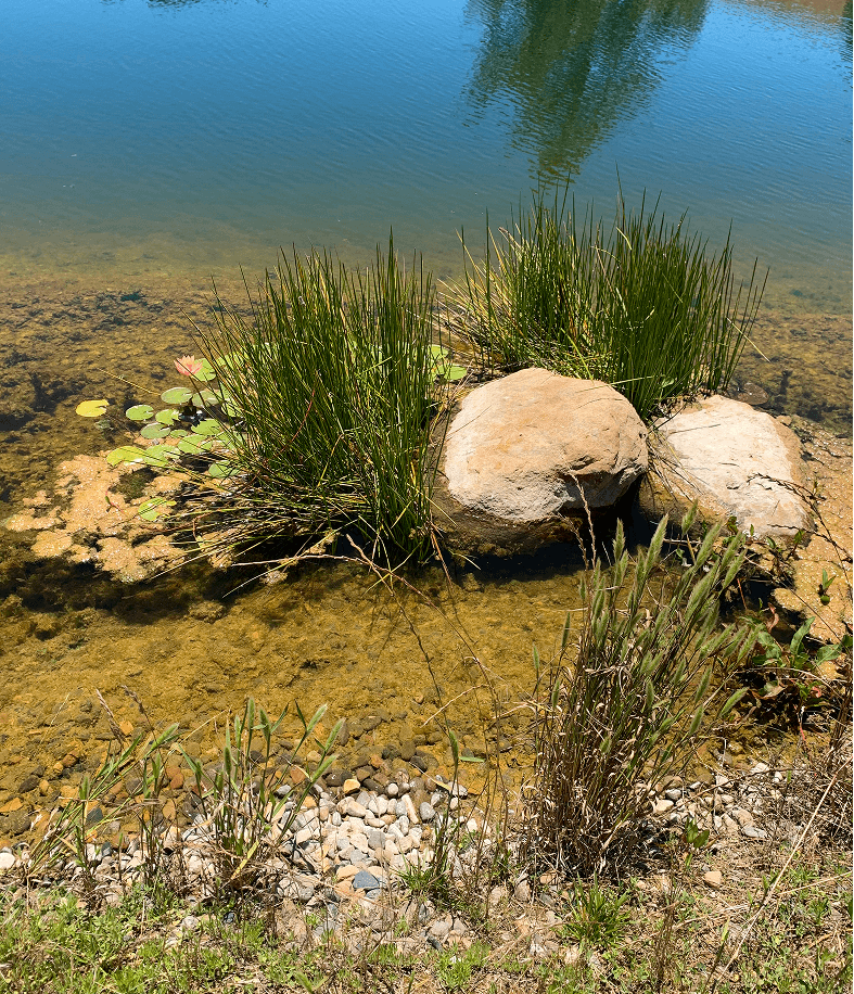 Close-up view of the shallow edge of a clear pond showing submerged rocks, tall green rushes, lily pads with a pink flower, and a shoreline with small pebbles and grass.