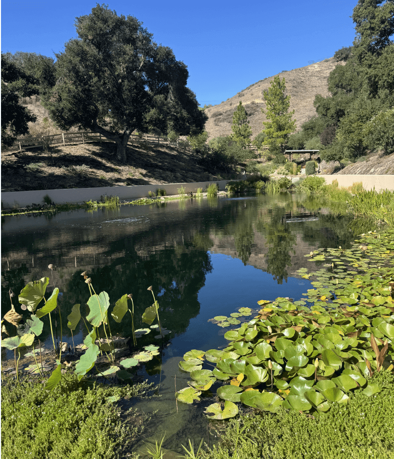 Serene pond with lily pads and trees.