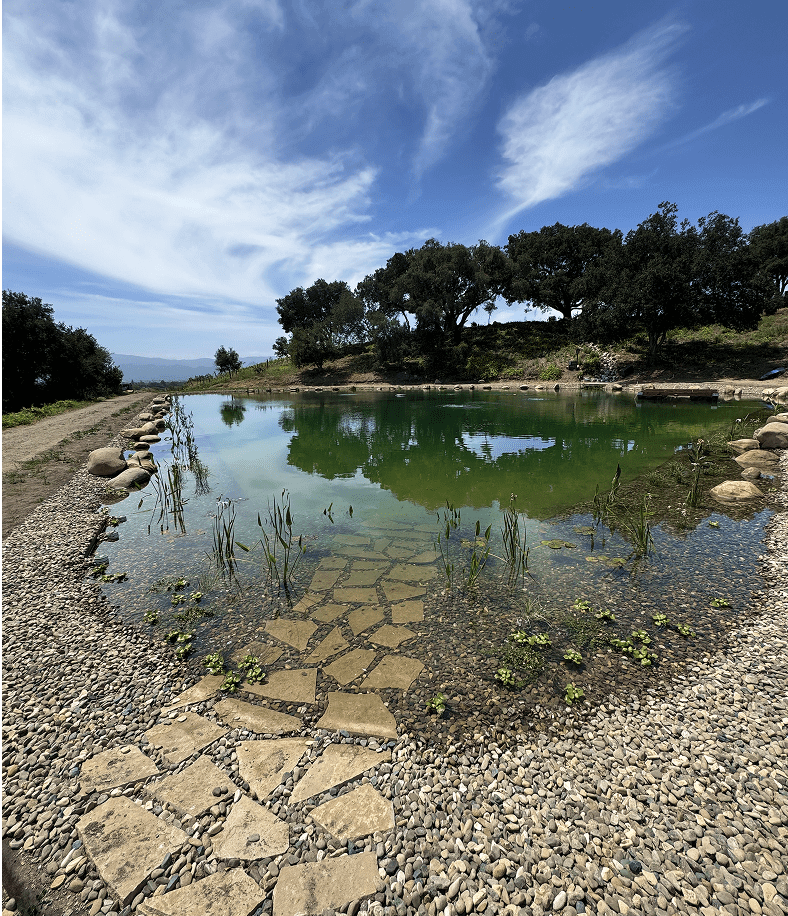Natural pond with stone path and trees.