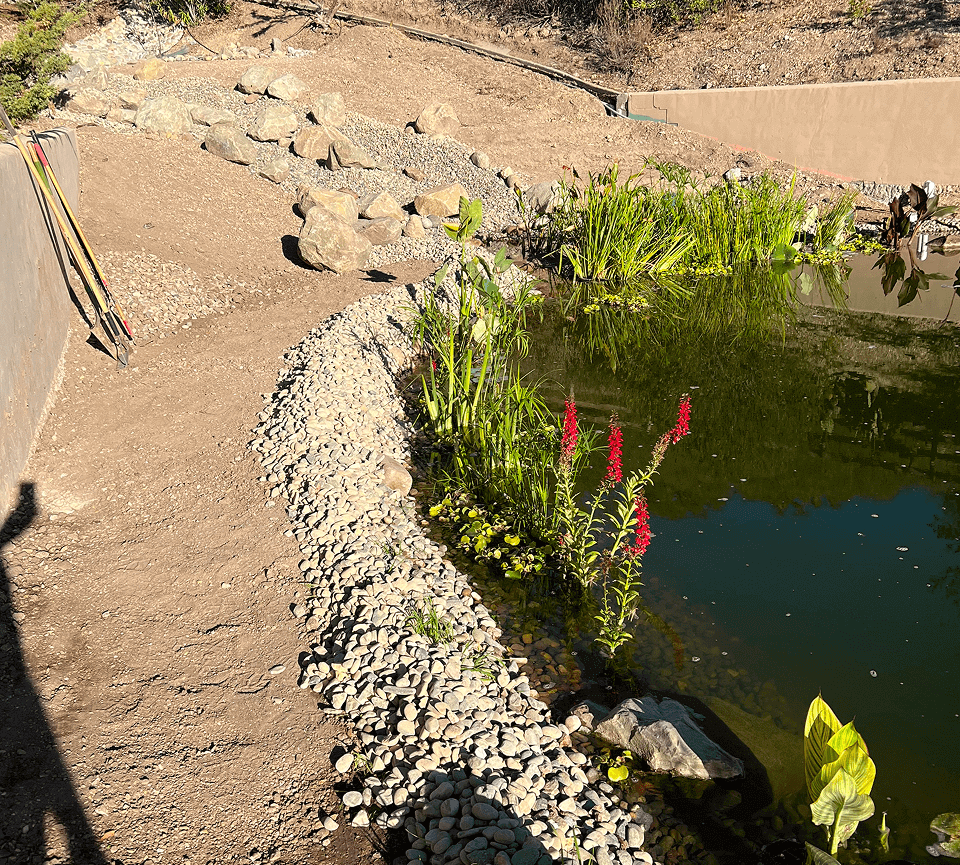A small pond surrounded by rocks and blooming red flowers in a dry landscape.