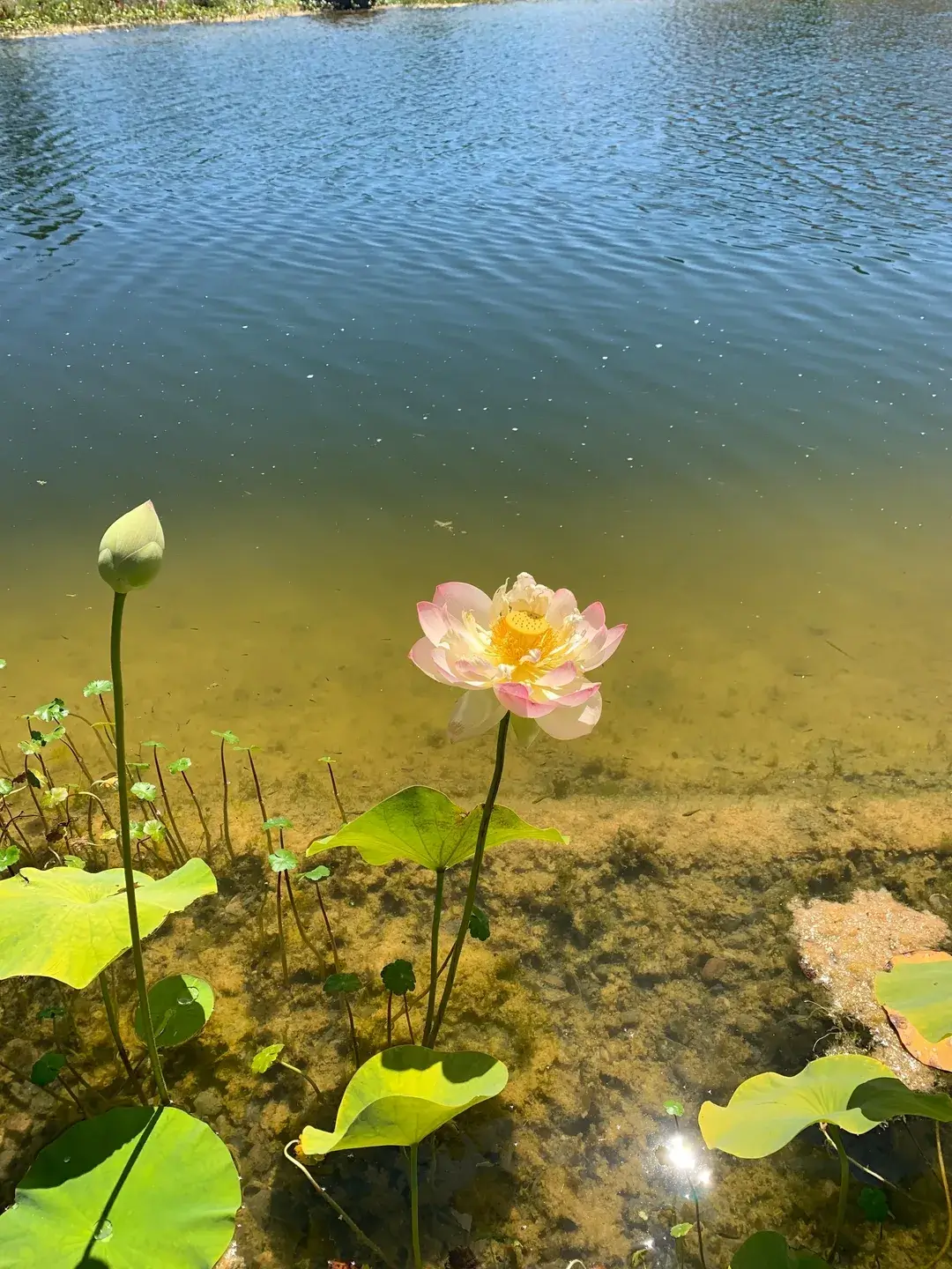 A single blooming lotus flower by the water's edge.